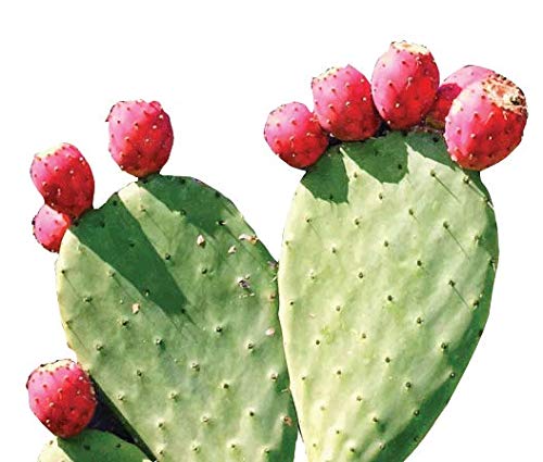 Uso polvo nopal rojo en jugo para salud digestiva