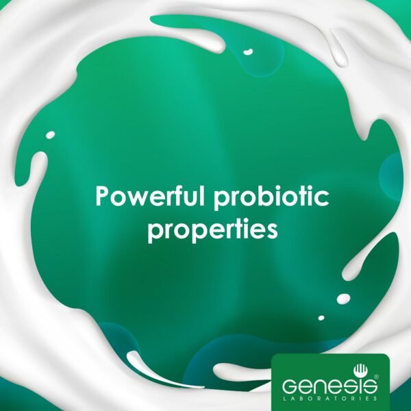 Yogur casero con cultivo de Lactobacillus bulgaricus natural