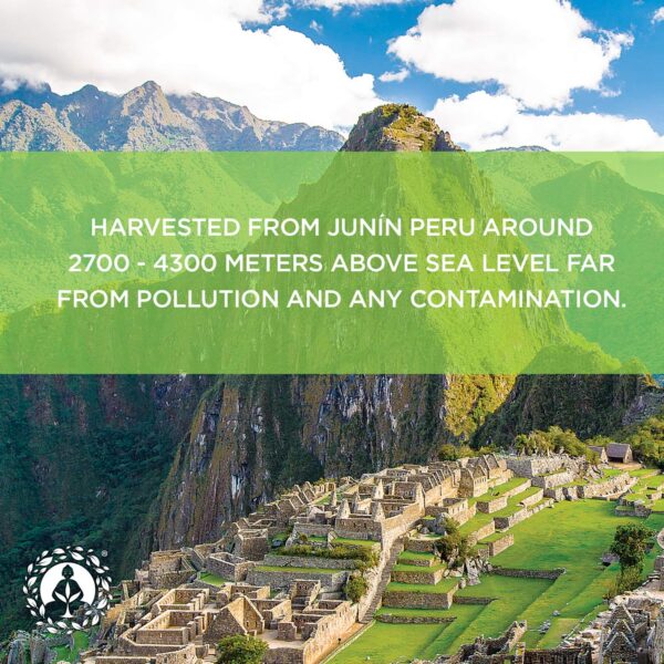 Version 1.0.0 Frasco con tapa del polvo de maca